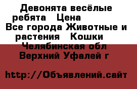 Девонята весёлые ребята › Цена ­ 25 000 - Все города Животные и растения » Кошки   . Челябинская обл.,Верхний Уфалей г.